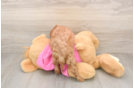 Cavapoo Puppy for Adoption
