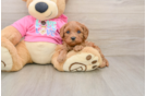 Cavapoo Puppy for Adoption