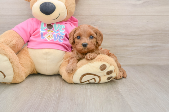 Cavapoo Puppy for Adoption
