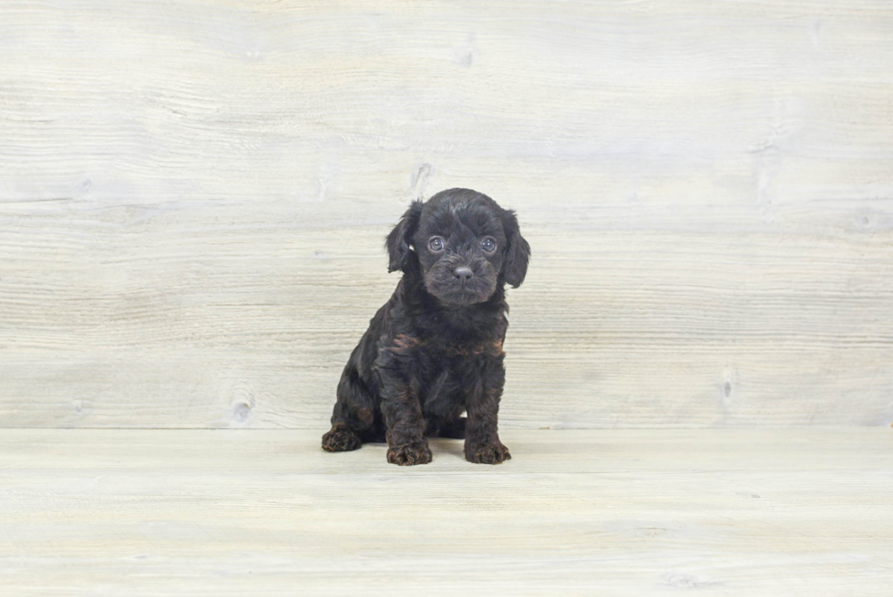 Small Cavapoo Baby