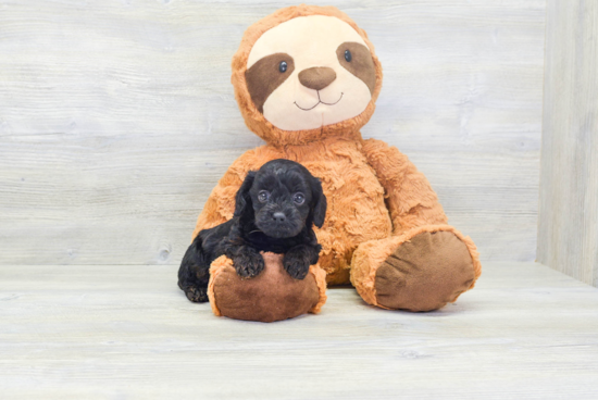 Little Cavoodle Poodle Mix Puppy