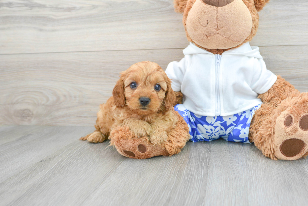 Best Cavapoo Baby