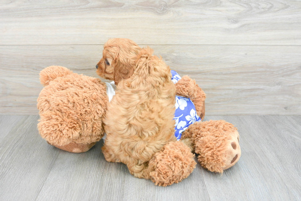 Smart Cavapoo Poodle Mix Pup