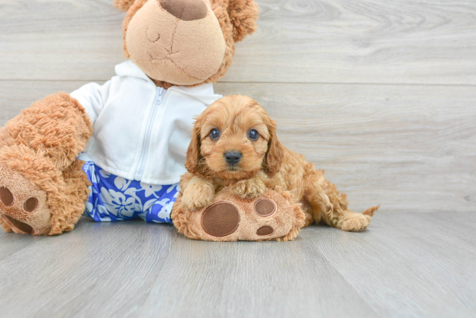 Cute Cavapoo Baby