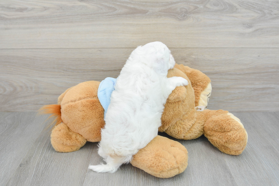 Cute Cavapoo Baby