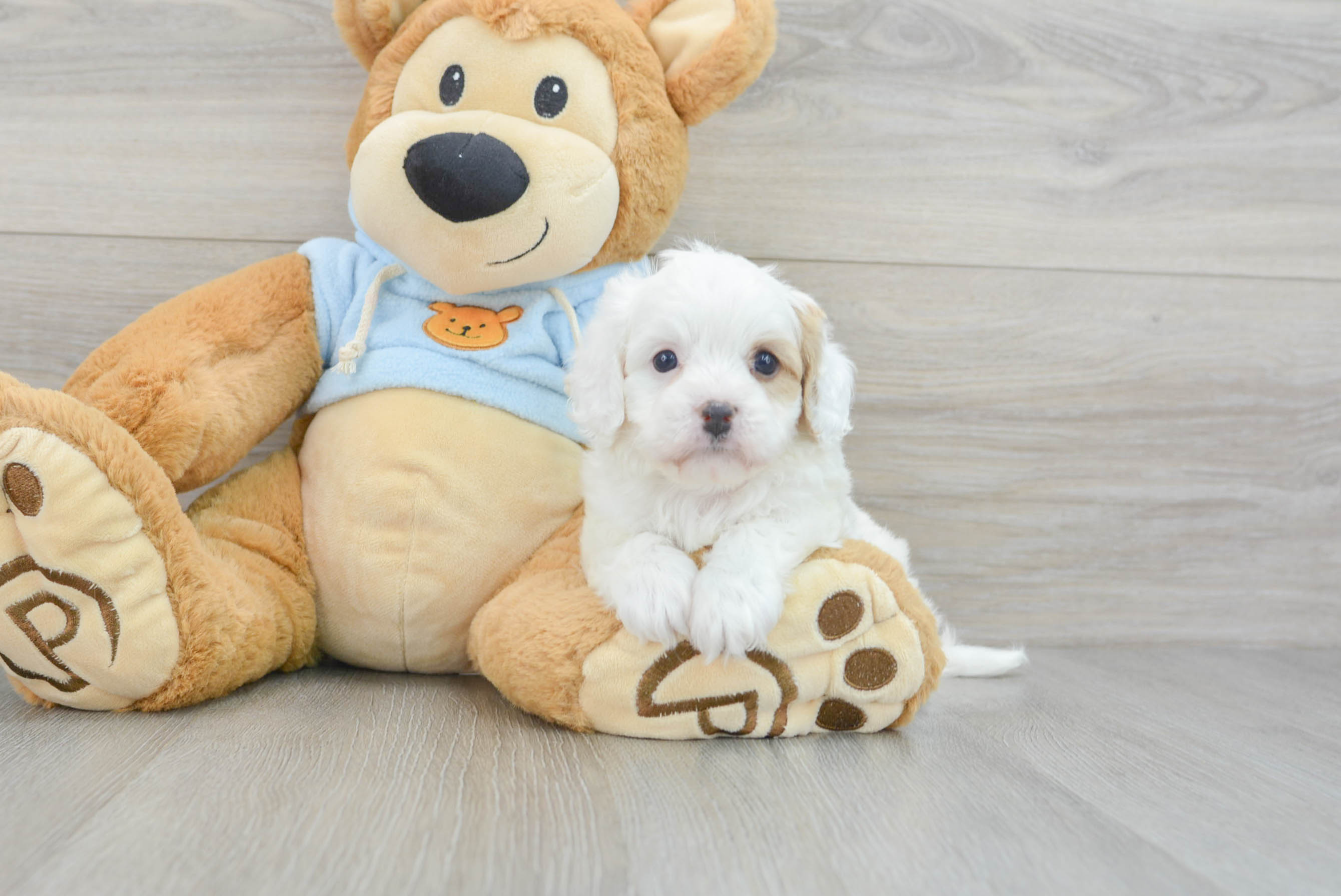 Sweet Cavapoo Baby