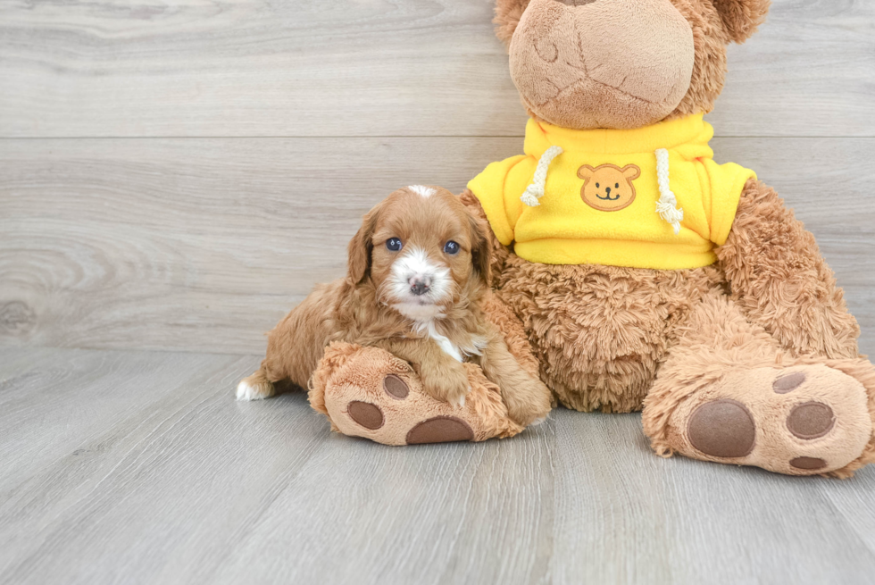 Friendly Cavapoo Baby