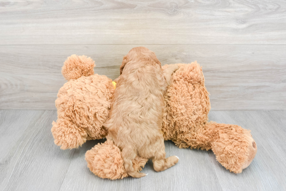 Cavapoo Pup Being Cute