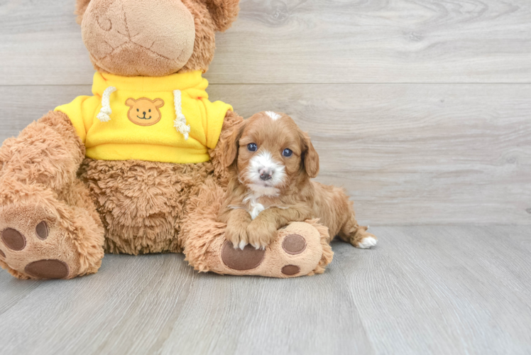 Sweet Cavapoo Baby