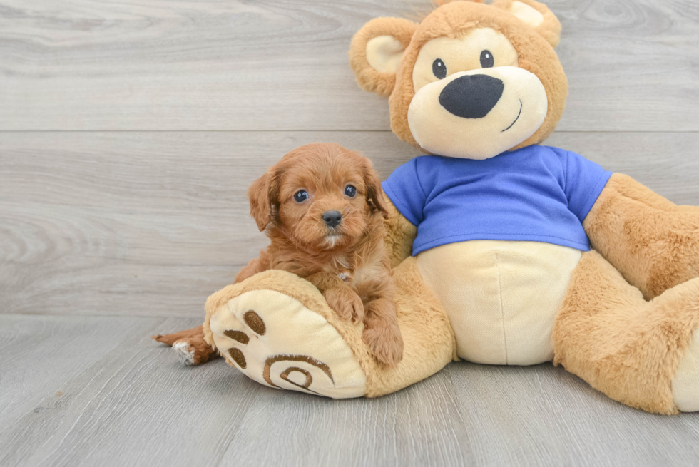 Small Cavapoo Baby