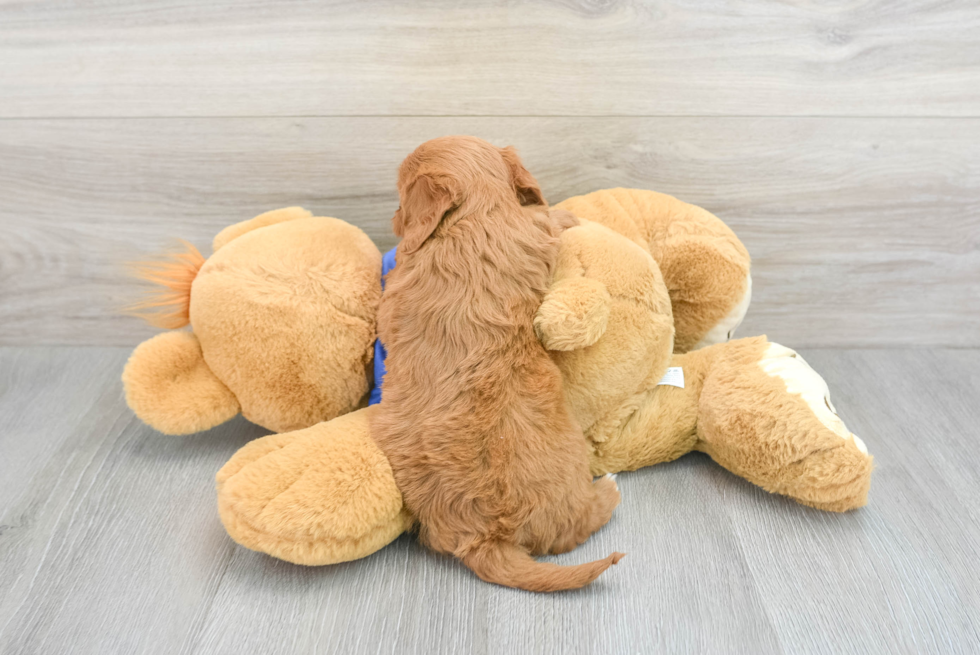 Funny Cavapoo Poodle Mix Pup