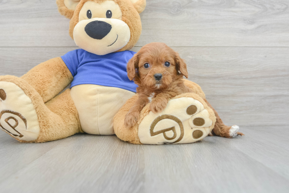 Petite Cavapoo Poodle Mix Pup