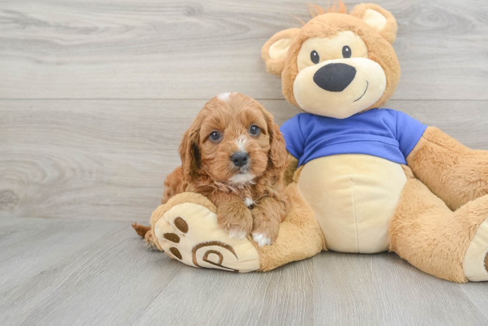 Popular Cavapoo Poodle Mix Pup