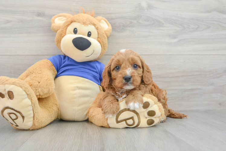 Happy Cavapoo Baby