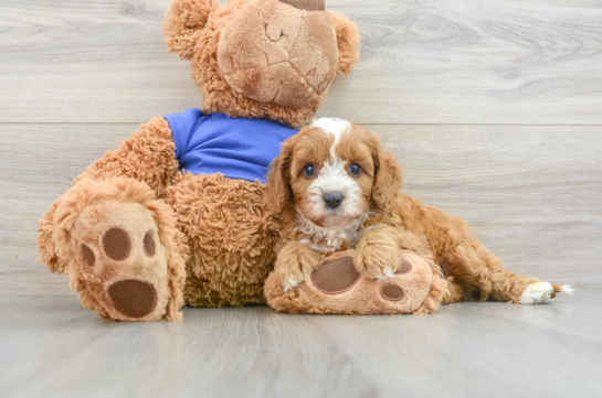 Friendly Cavapoo Baby