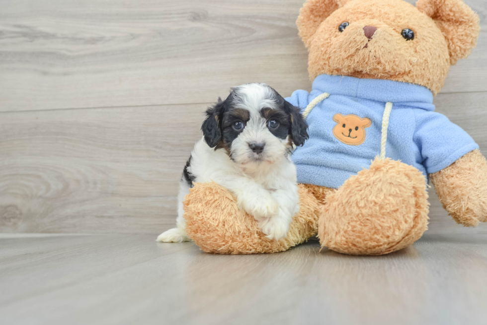 Cavapoo Pup Being Cute