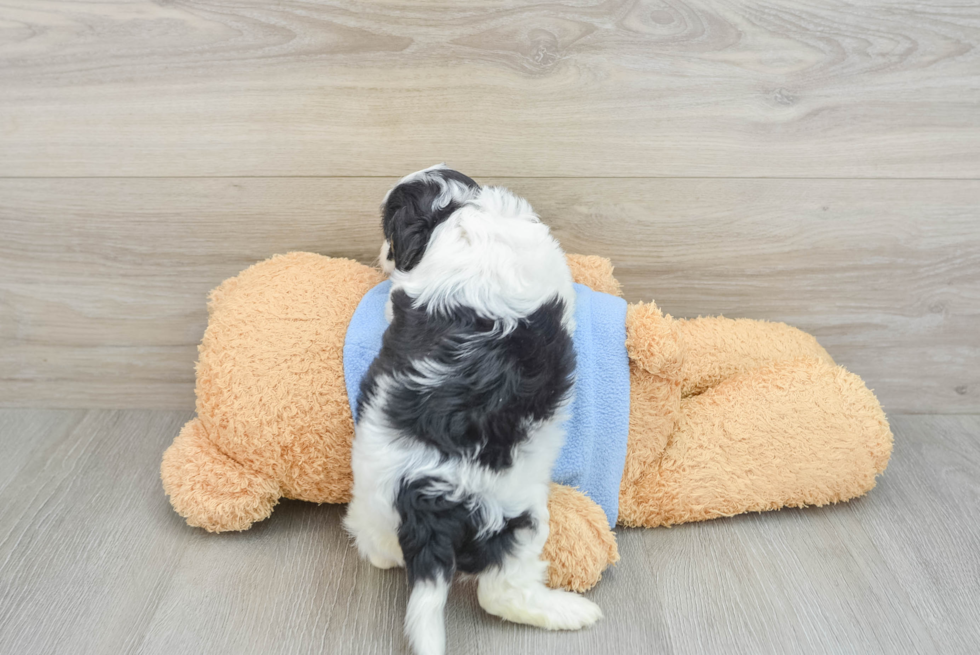 Cute Cavapoo Baby