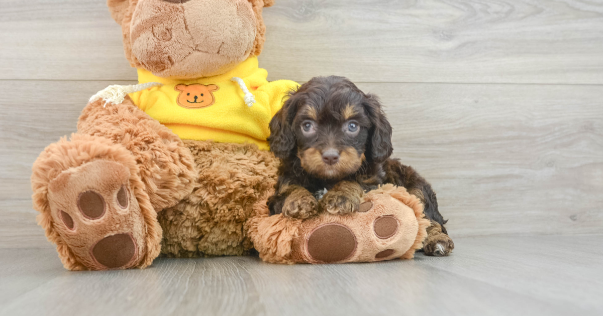 Hypoallergenic Cavapoo Lee: 3lb 10oz Doodle Puppy