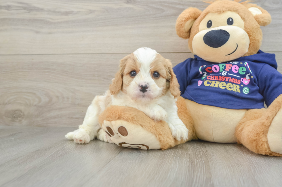 5 week old Cavapoo Puppy For Sale - Premier Pups