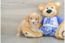 Cavapoo Puppy for Adoption