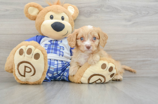 Playful Cavapoodle Poodle Mix Puppy