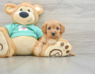 7 week old Cavapoo Puppy For Sale - Premier Pups