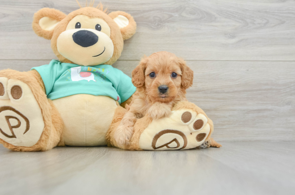 6 week old Cavapoo Puppy For Sale - Premier Pups