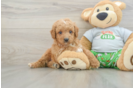 Happy Cavapoo Baby