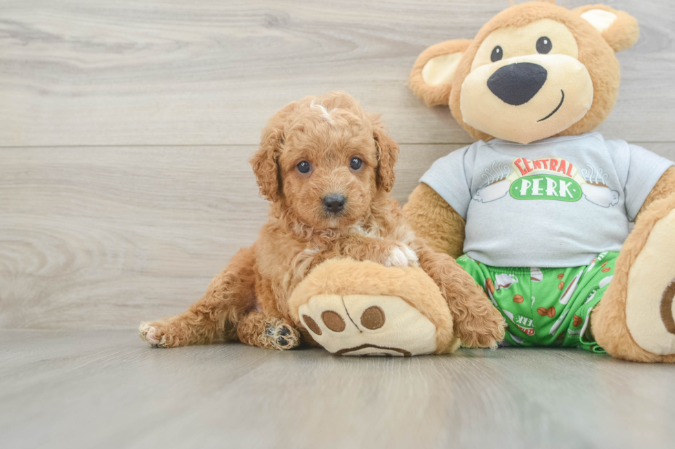 Happy Cavapoo Baby