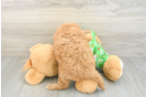 Cavapoo Pup Being Cute