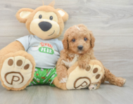 8 week old Cavapoo Puppy For Sale - Premier Pups