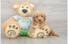 Cavapoo Pup Being Cute