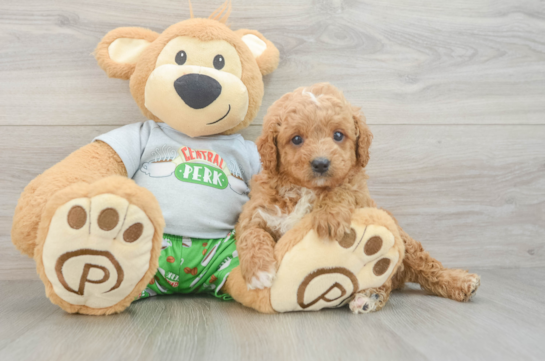 Cavapoo Pup Being Cute