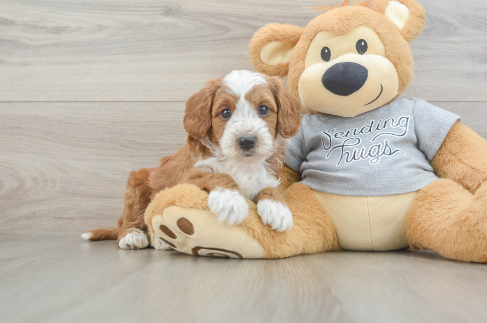 5 week old Cavapoo Puppy For Sale - Premier Pups