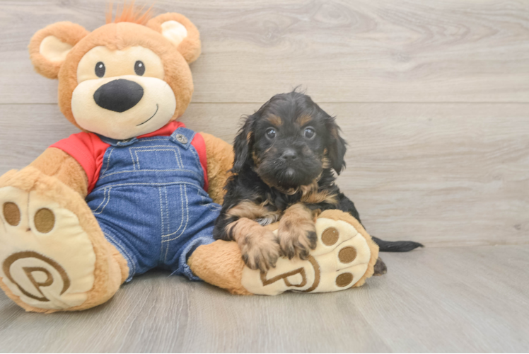 Friendly Cavapoo Baby