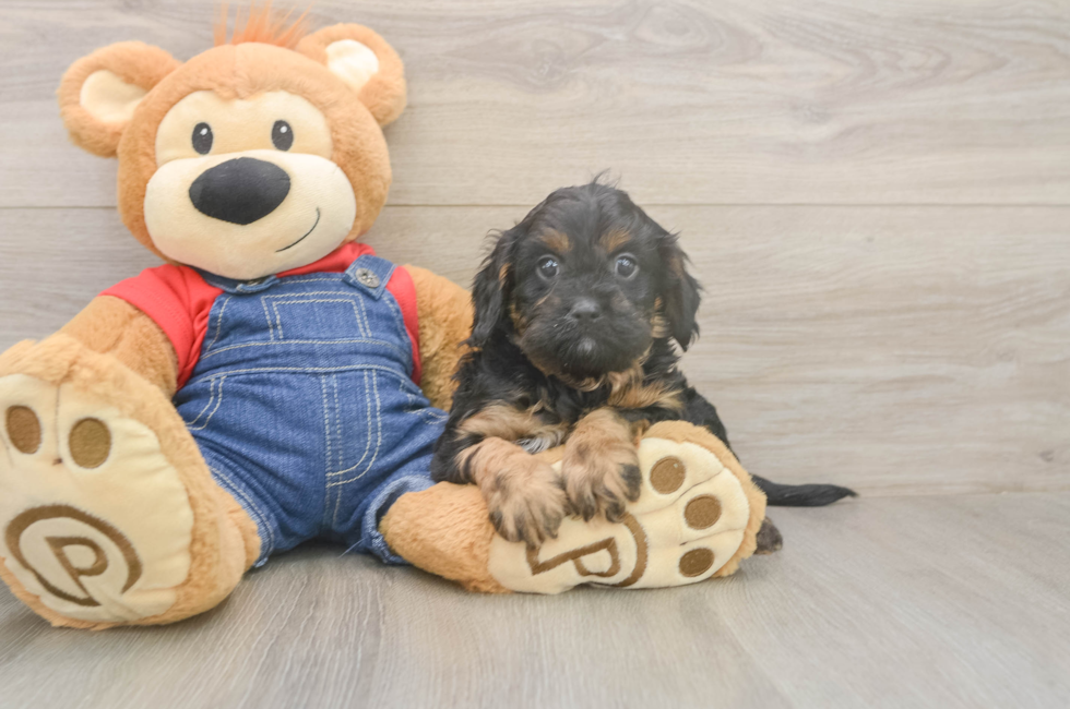5 week old Cavapoo Puppy For Sale - Premier Pups