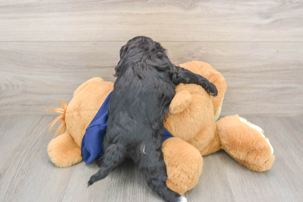 Cavapoo Pup Being Cute