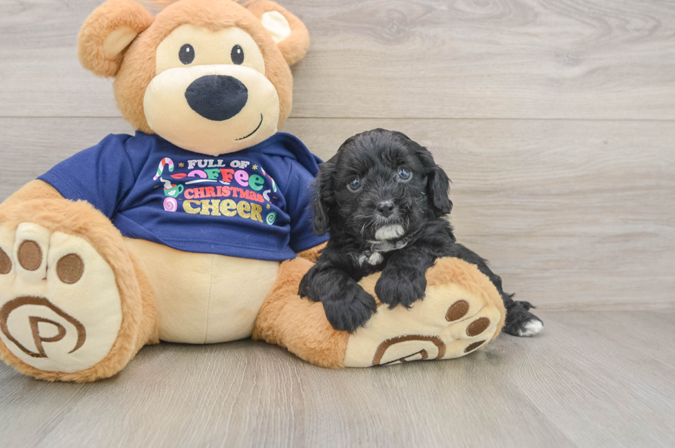 5 week old Cavapoo Puppy For Sale - Premier Pups