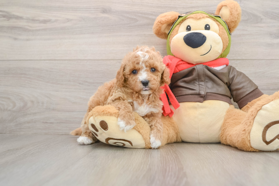 Cavapoo Pup Being Cute
