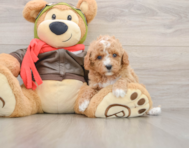 7 week old Cavapoo Puppy For Sale - Premier Pups