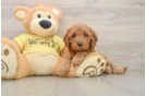 Cavapoo Pup Being Cute
