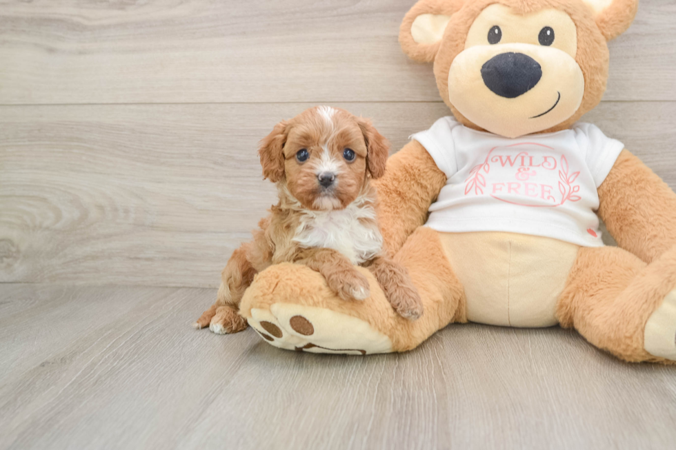 Fluffy Cavapoo Poodle Mix Pup