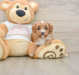 6 week old Cavapoo Puppy For Sale - Premier Pups