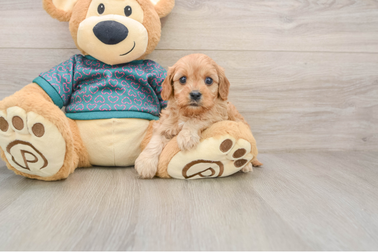 Little Cavipoo Poodle Mix Puppy