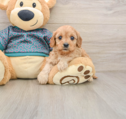 8 week old Cavapoo Puppy For Sale - Premier Pups