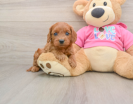 7 week old Cavapoo Puppy For Sale - Premier Pups