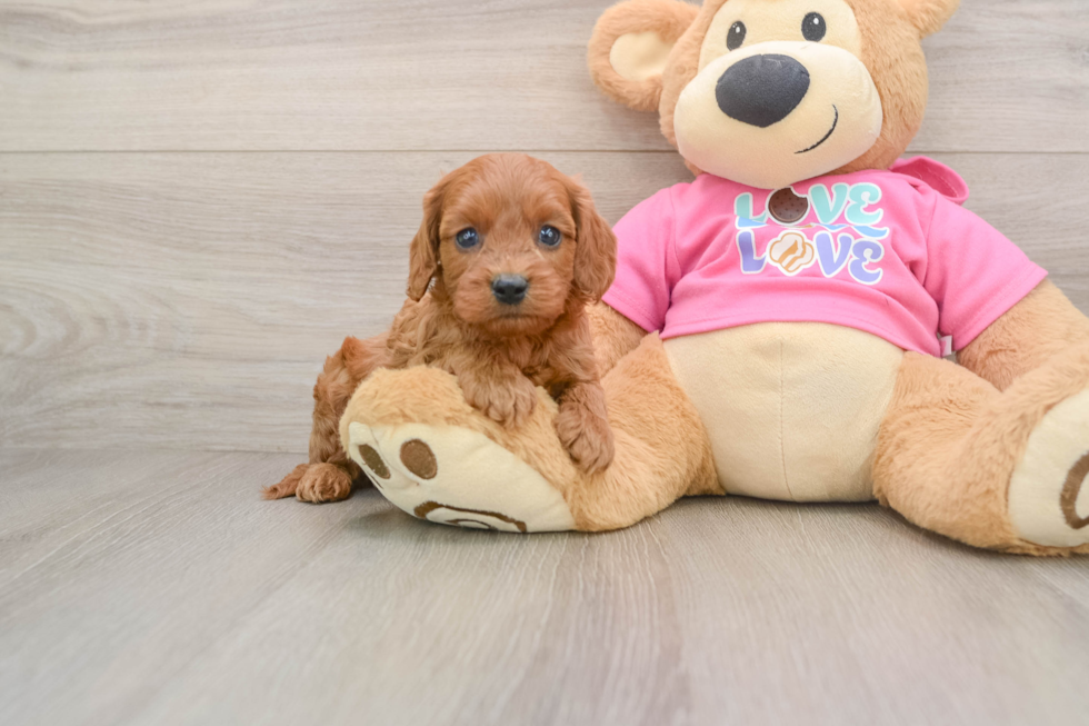 Cavapoo Puppy for Adoption
