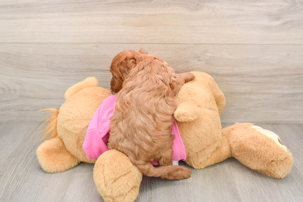 Best Cavapoo Baby