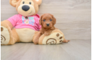 Cavapoo Pup Being Cute
