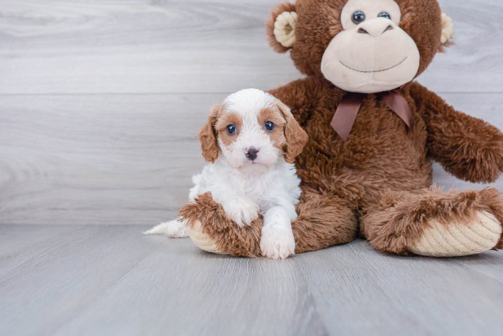 Popular Cavapoo Poodle Mix Pup